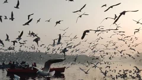 A flock of seagulls