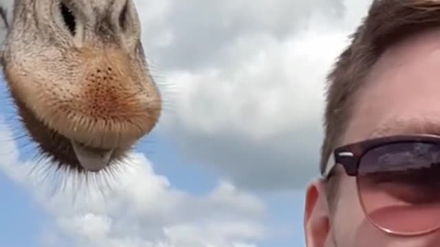When safaris go hilariously wrong