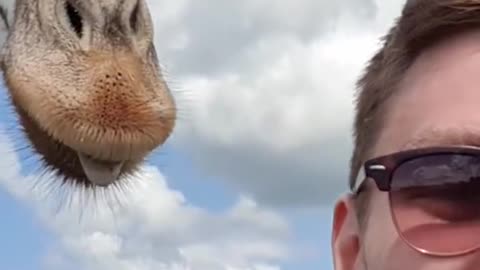 When safaris go hilariously wrong