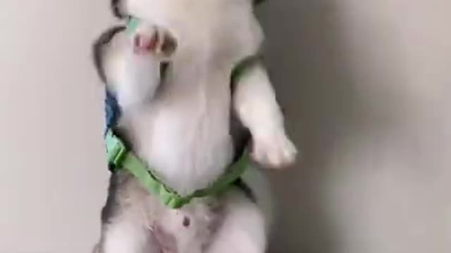 Cute Animals#647 | Funny Animals réactions 2021