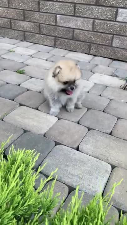 cute cat cute baby cats cute animals