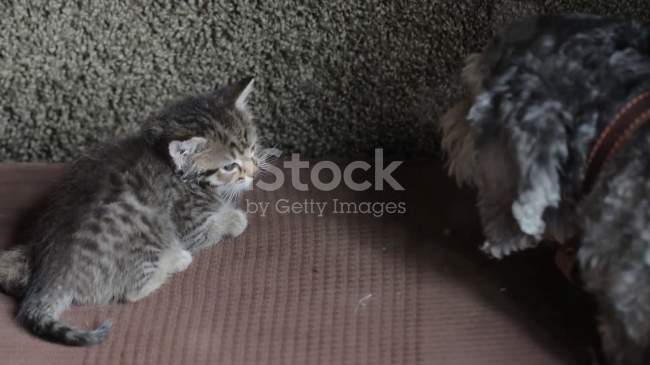 Helping Your Cat Adjust to a New Home