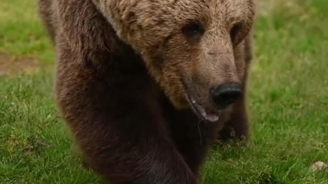 Animal world Animal impression wild animal brown bear