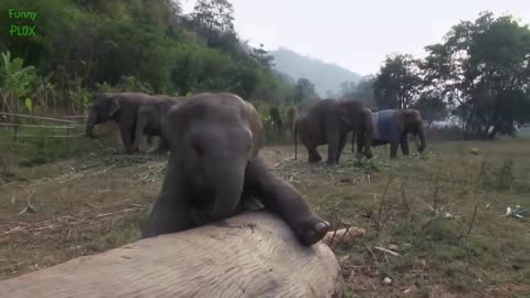 Most Funny and Cute Baby Elephant Videos Compilation