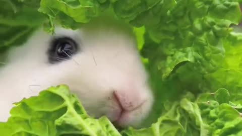 Rabit Eating Cute HD Clip By Nature