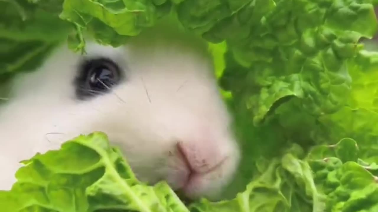 Rabit Eating Cute HD Clip By Nature