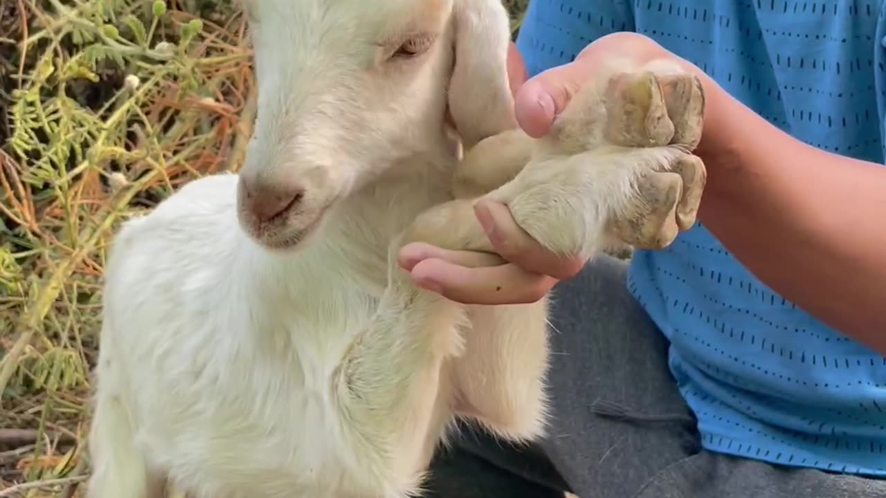 Beautiful goat, amazing goat