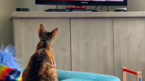Comedy funny videos