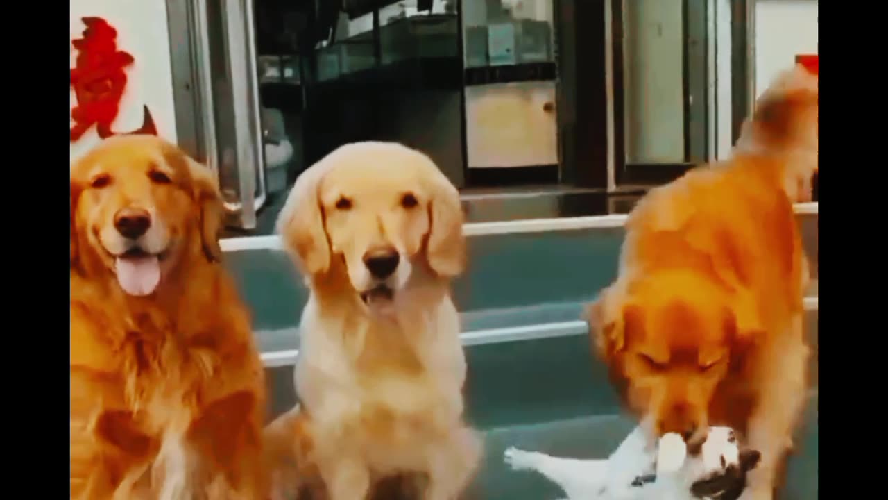 Animals Friendship_ Cute Duo of Cat and Dog