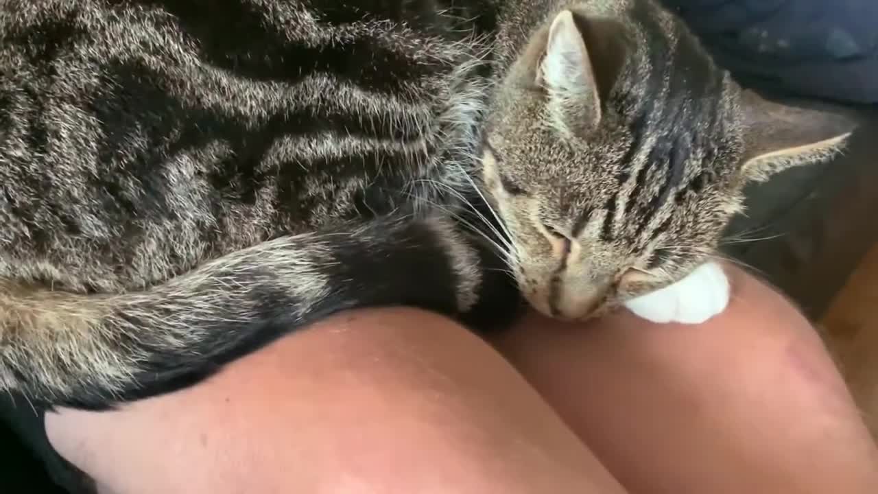 Cat meet Bunnies