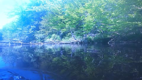 Painted Turtles