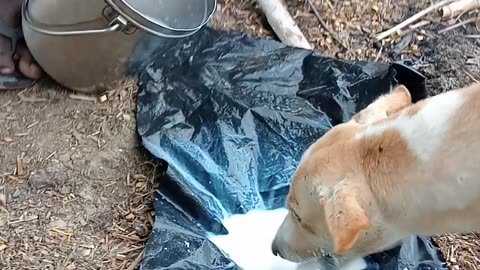 Feeding hungry dog