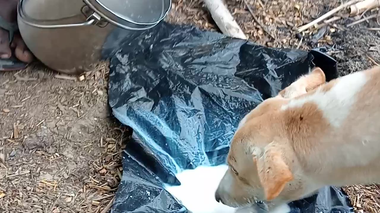 Feeding hungry dog