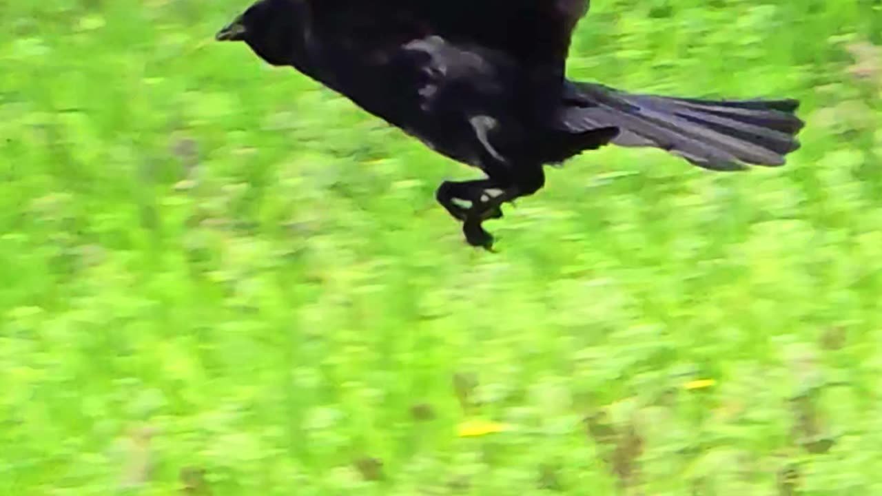 Raven in flight in slow motion / beautiful bird in flight.