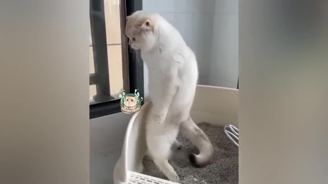 Funny Animal Video