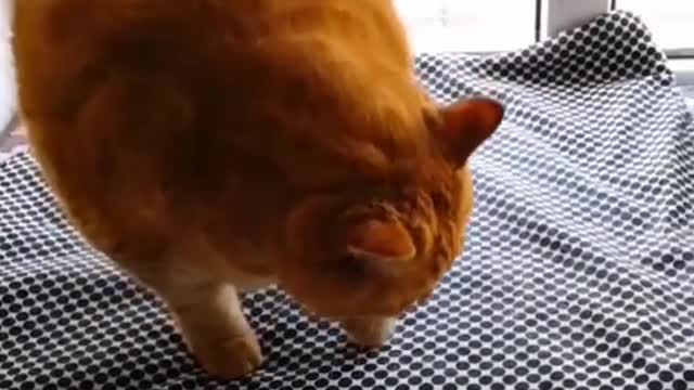 The kitten is alive and kicking, innocent and cute