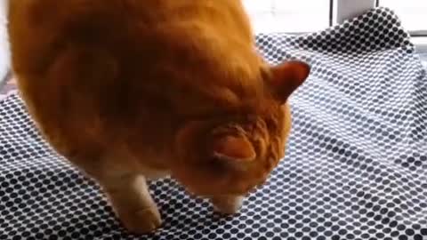 The kitten is alive and kicking, innocent and cute