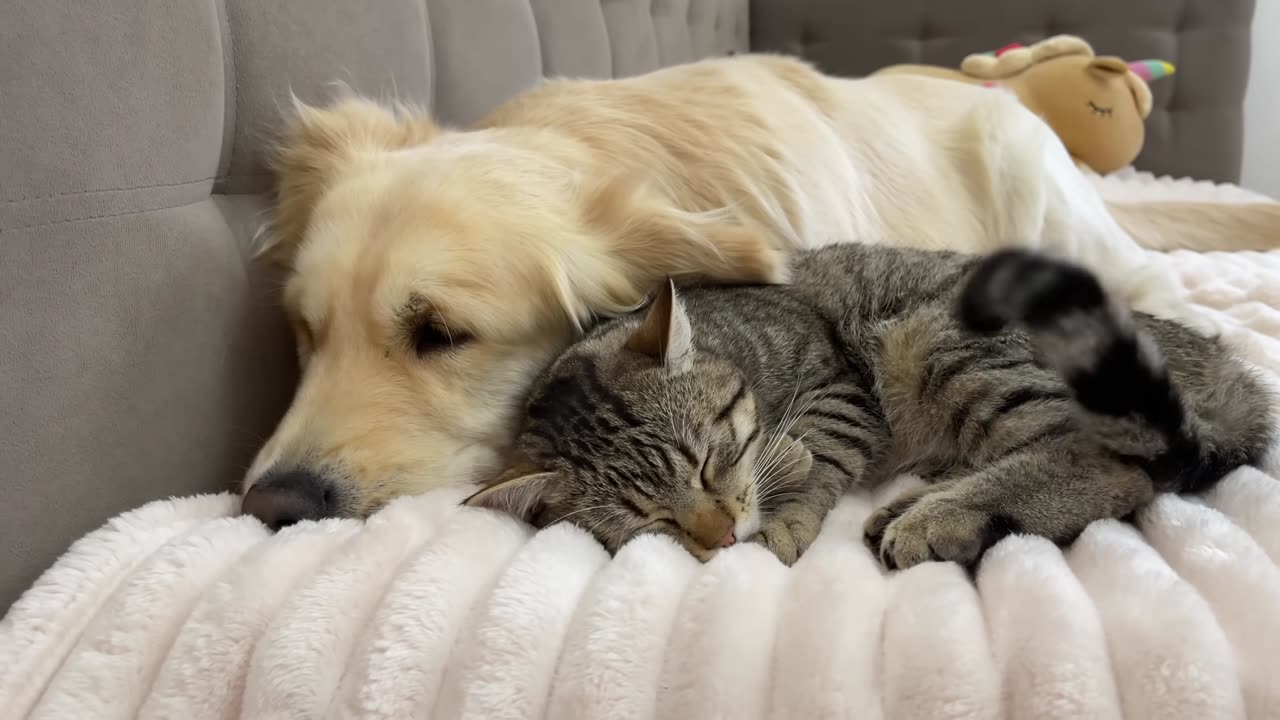 What Does a Golden Retriever do When He Finds Sleeping Cat