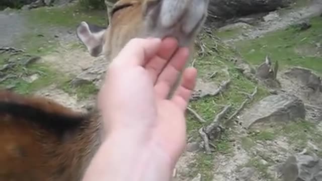 Friendly Deer