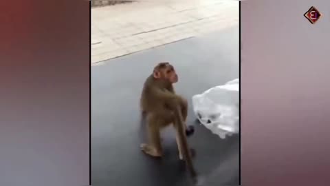 The Monkey teasing The Dog || Most viral video 😂🤣