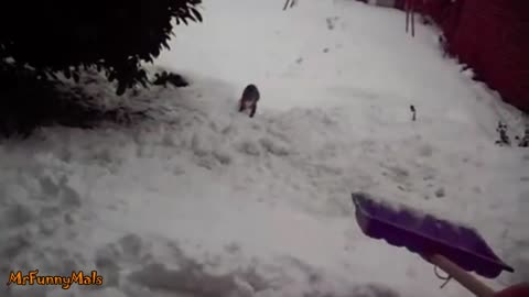 This Kitten Discovering Snow For The First Time