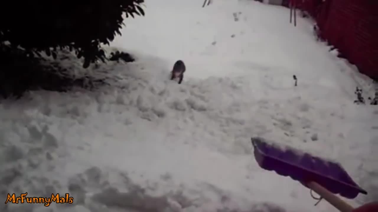 This Kitten Discovering Snow For The First Time