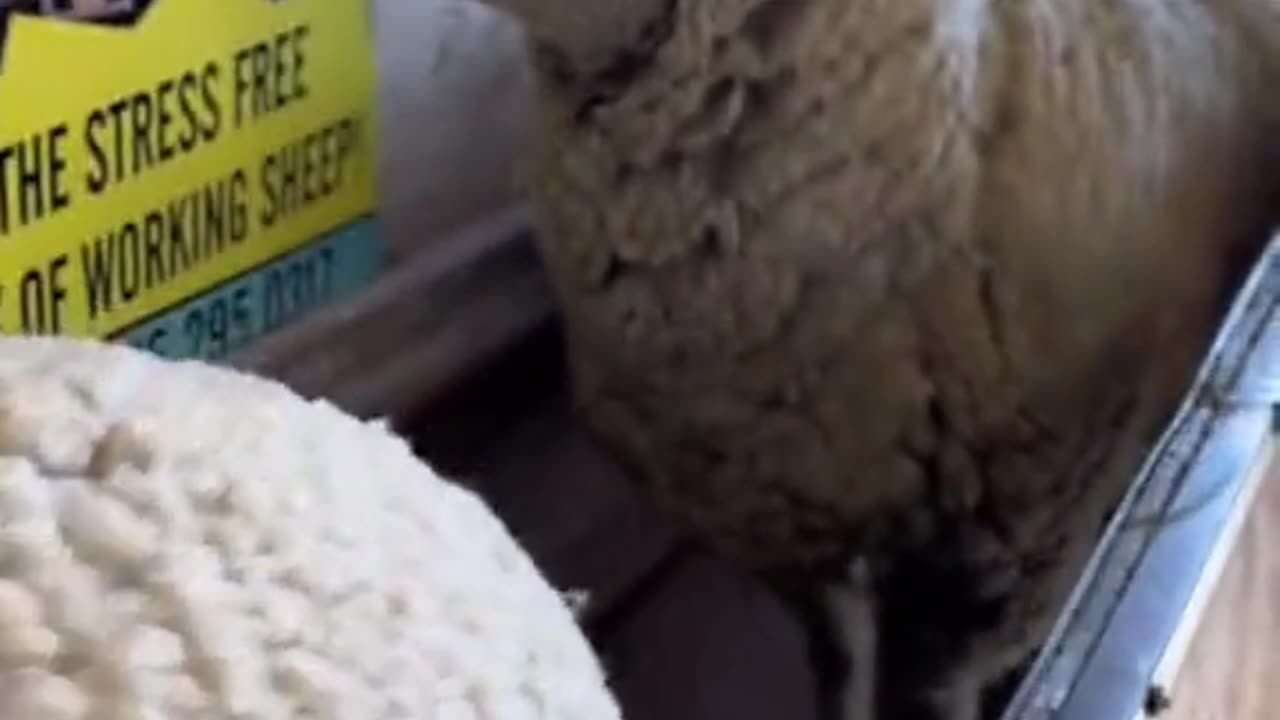 Satisfying Sheep Shearing by Loren Opstedahl