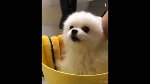 Cute Funny and Smart Dogs