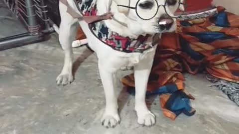 Dog with Snapchat 🤣🤣🤣 funny dog