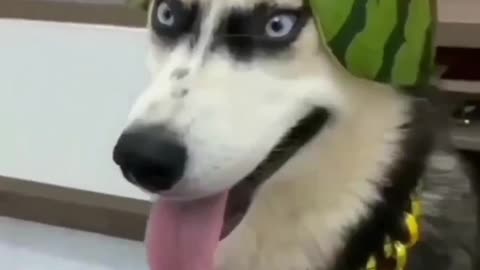 Perfect smile 😁