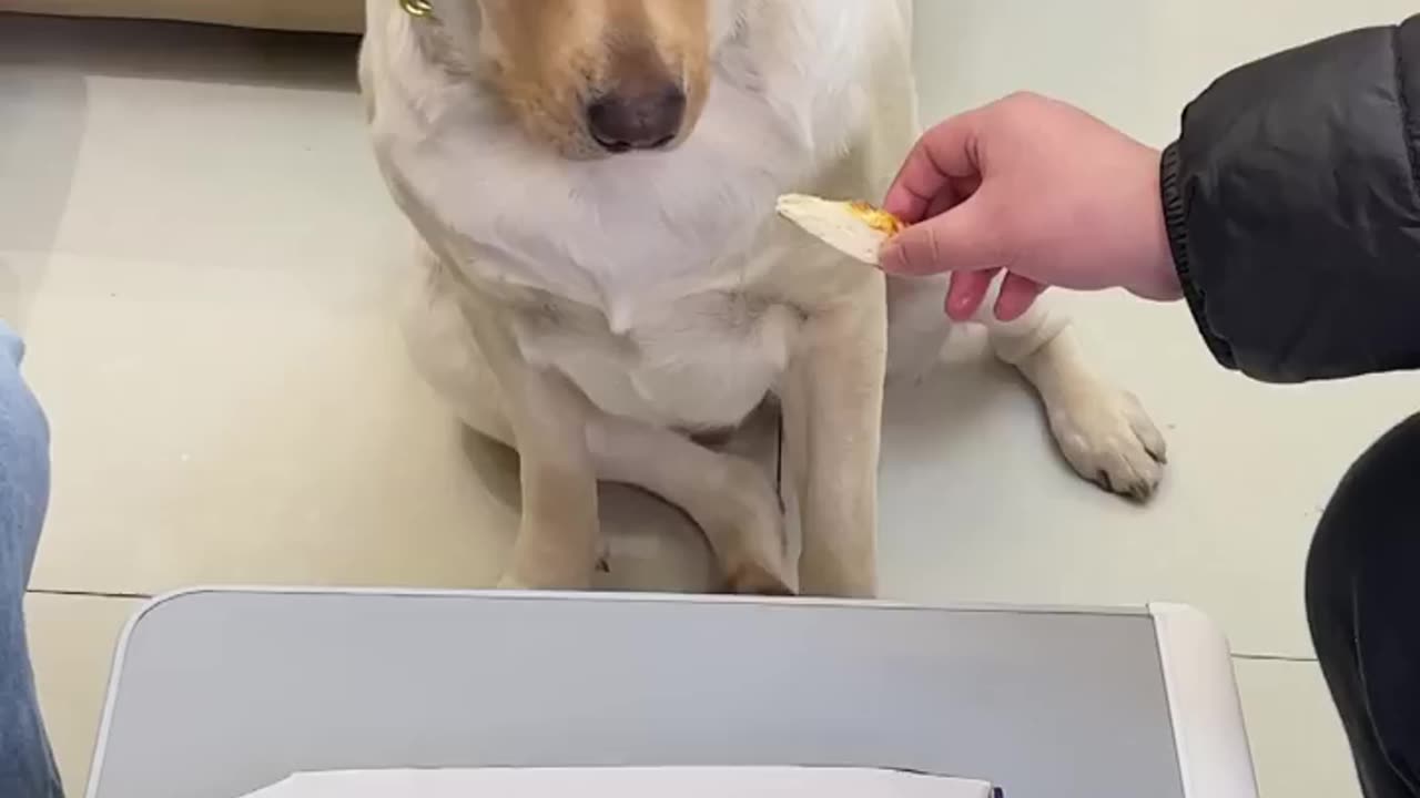 Funny dog