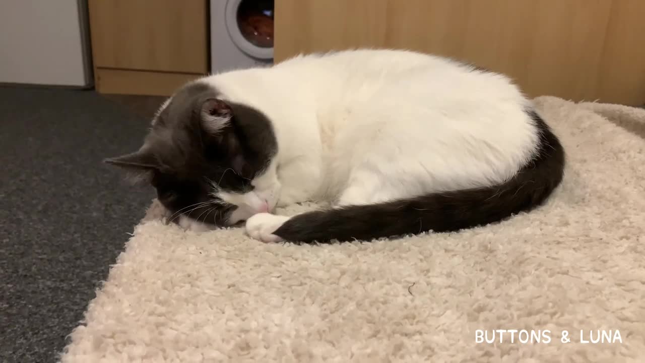 Tiny Cat Curls Up & Snuggles On A Blanket 🐱