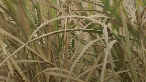 Sugar cane harvester