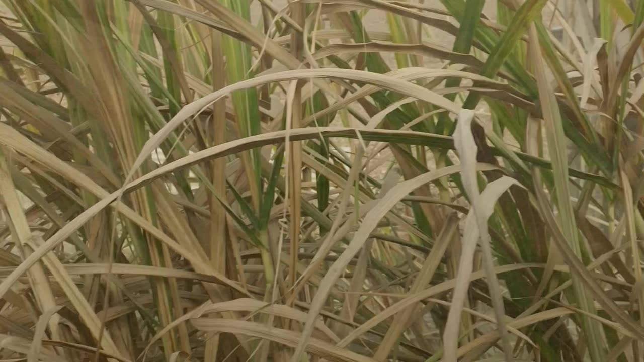 Sugar cane harvester