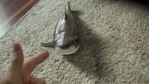 Baby Shark so cute