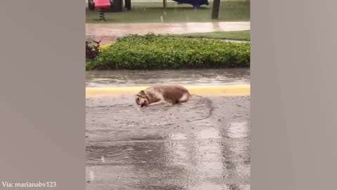 Funny Dogs And Cats Videos 2024 😅 Best Funniest Animal Videos of June