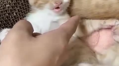 Funnies Dogs And Cats