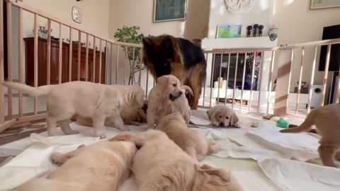 German Shepherd Meets Puppies for The First Time