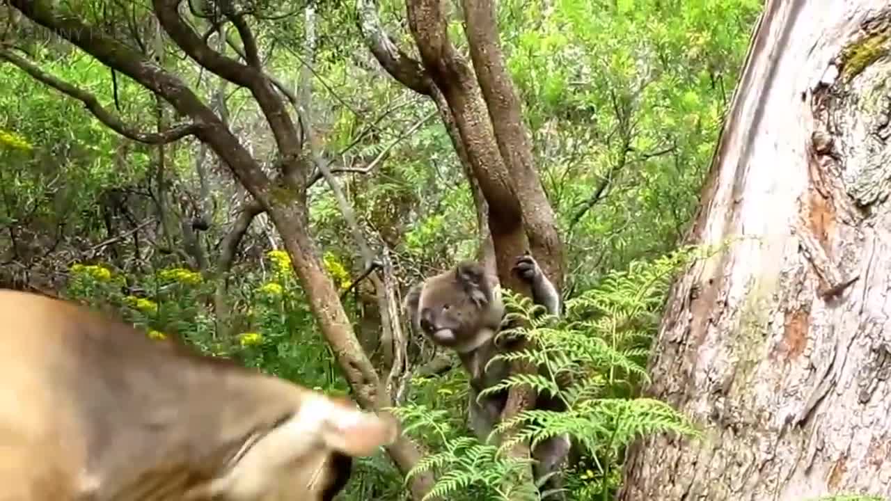 Cute Koalas Playing 🐨 Funny Koala Bears [Funny Pets]