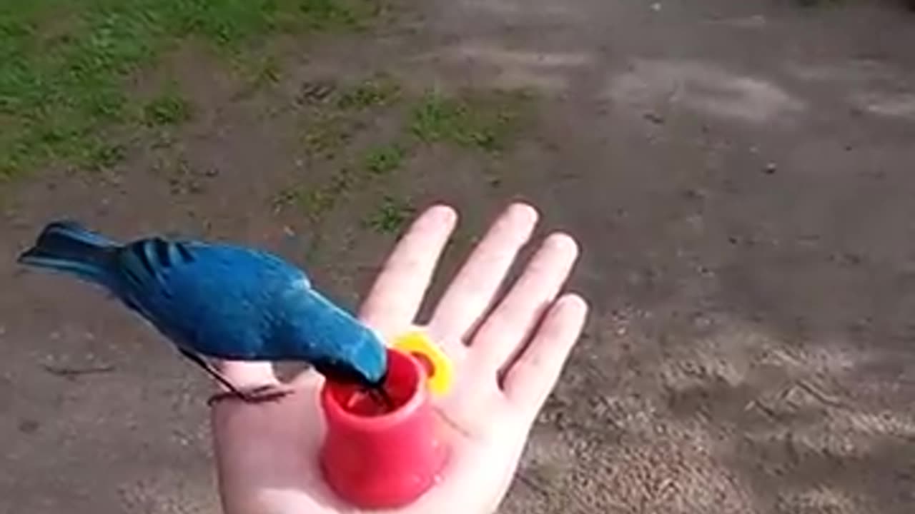 Multiple Birds Being Hand Fed at Zuroloma Birding ||
