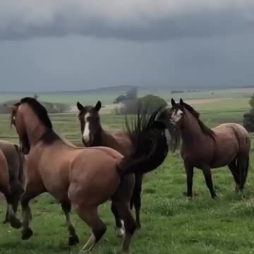 New stallion trying to make an impression