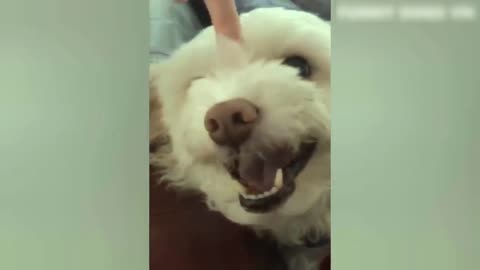 Animals Crazy Moments | Episode 014