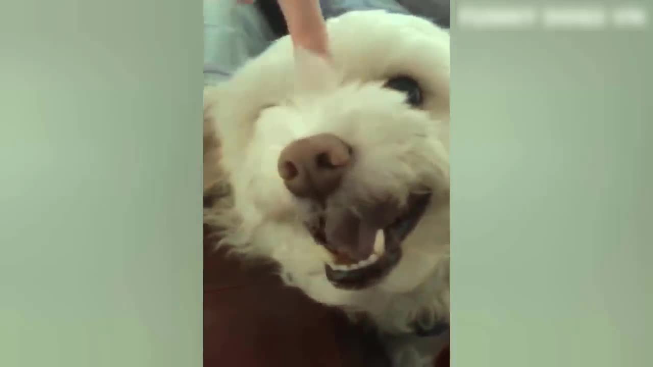 Animals Crazy Moments | Episode 014