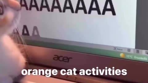 Cute cat typing AaaaaaaaaaAAAAAAAAAA