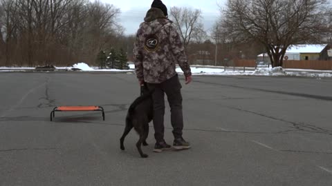 CAN THIS ONE THING MAKE MY DOG AGGRESSIVE?