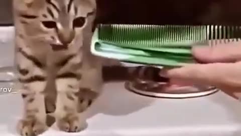 funny kitten #121 funny kitten reaction #shorts