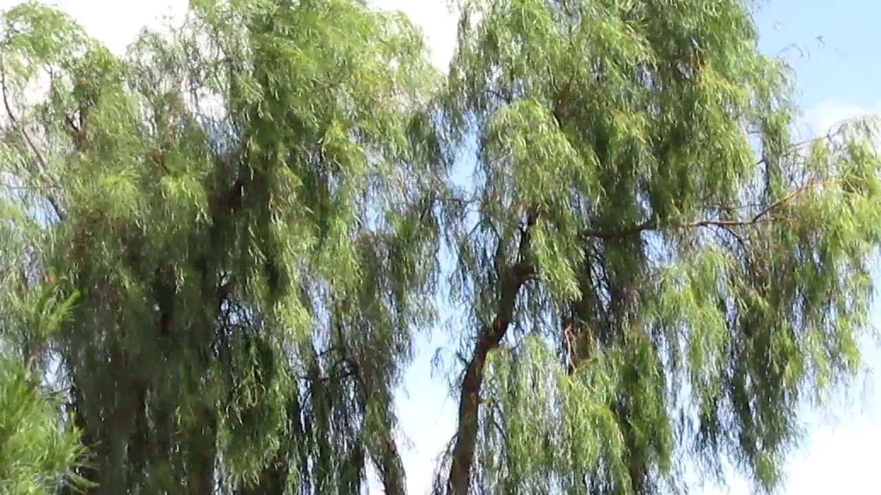 Winds and weather forecast just Trees Movement
