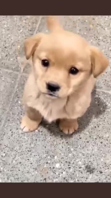 Cute puppy barking animal beautiful animals b