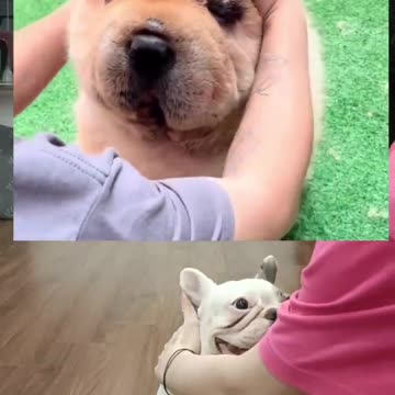 Dogs cute video 🐶 📸 || Super cute .