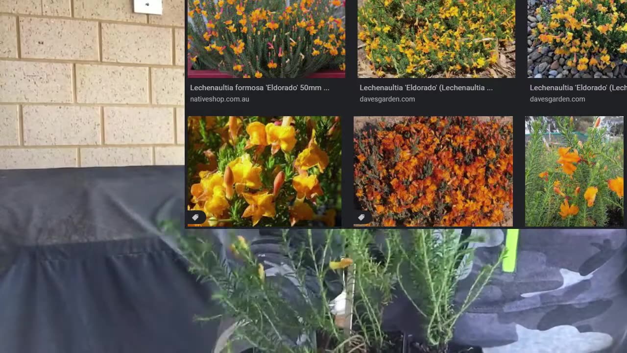 2022 Free Verge Plant Program with Landcare SJ and Australian Native Nurseries Group